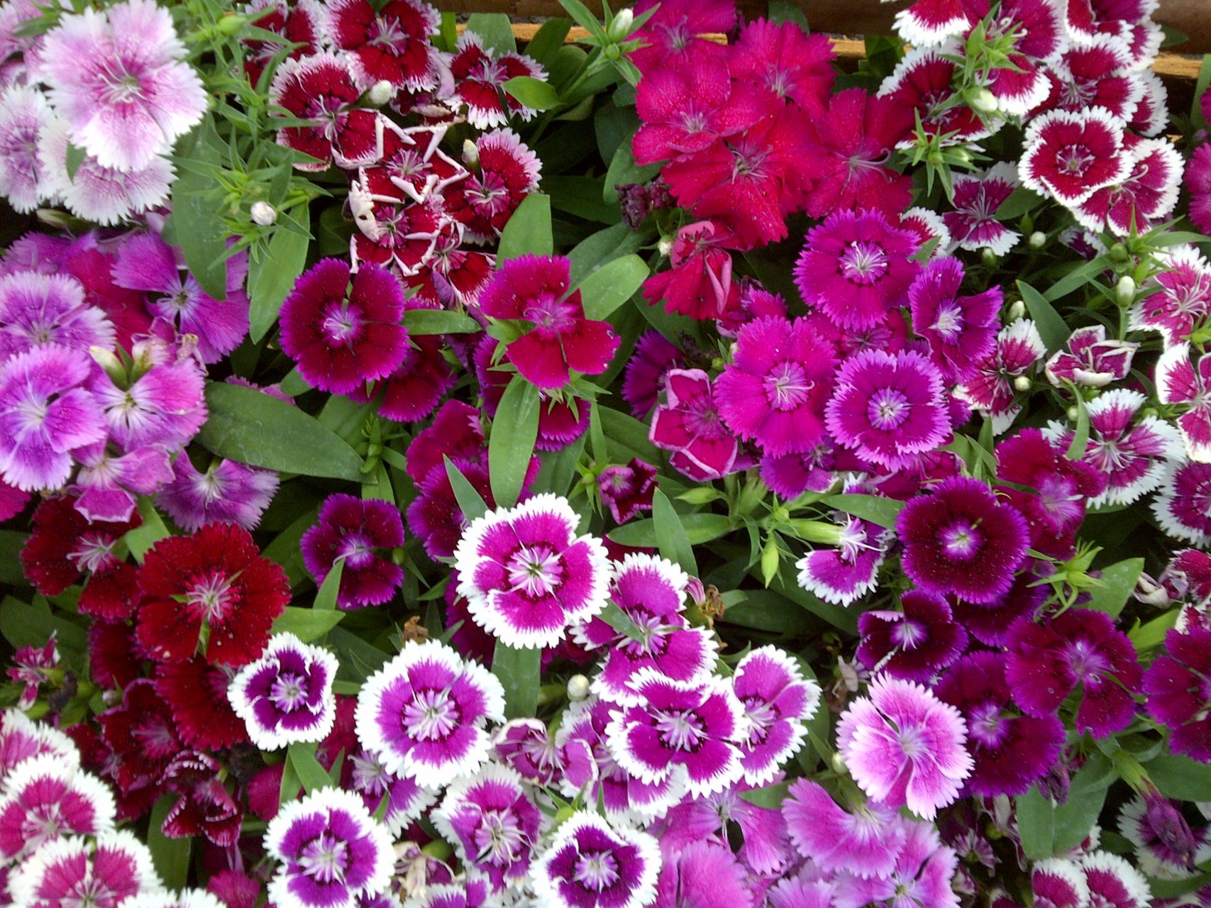 Para los amantes del jardín: hoy escribiré sobre la “Clavelina” o “Clavel chino”