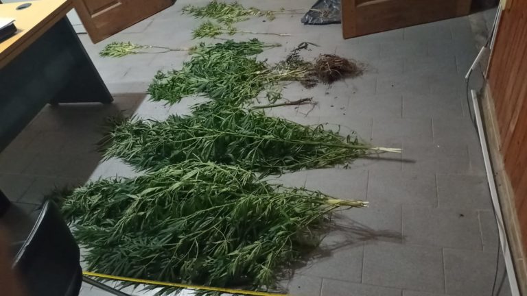 Ojeda: La policía secuestró plantas de marihuana de una vivienda