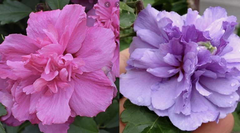Para los amantes del jardín: hoy escribiré sobre el “Suspiro”, la rosa de Siria