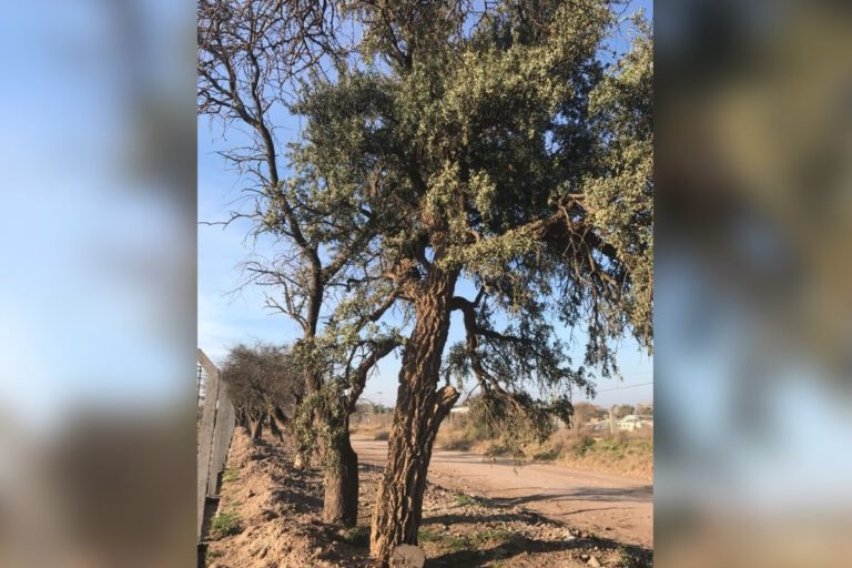 Para los amantes del jardín: hoy escribiré sobre la “Sombra de toro”