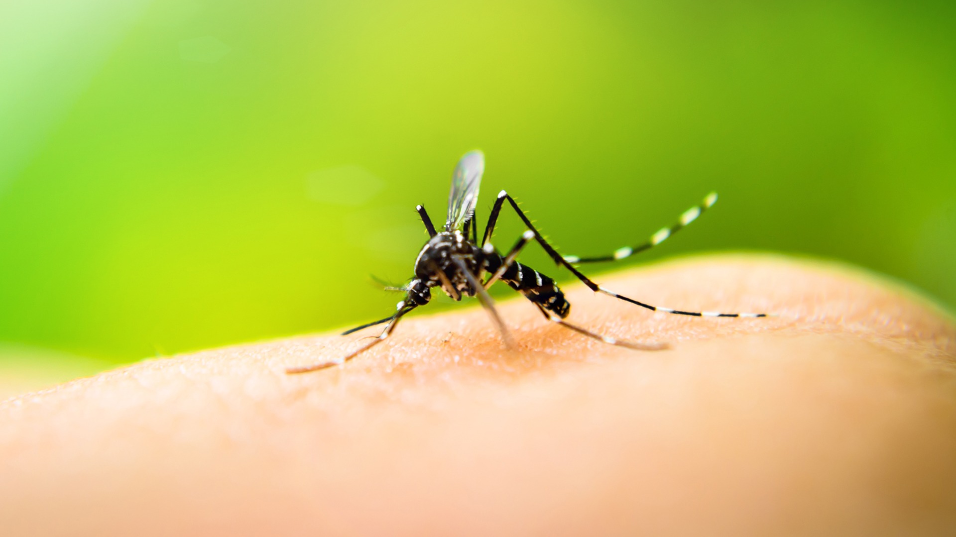 En La Pampa no circula el virus del dengue, “pero si tenemos el mosquito que lo transmite”, manifestó Matías Calmels