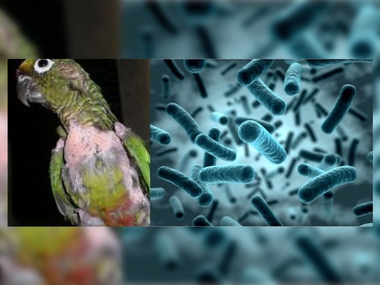 Alerta por casos humanos sospechosos de psitacosis en La Pampa