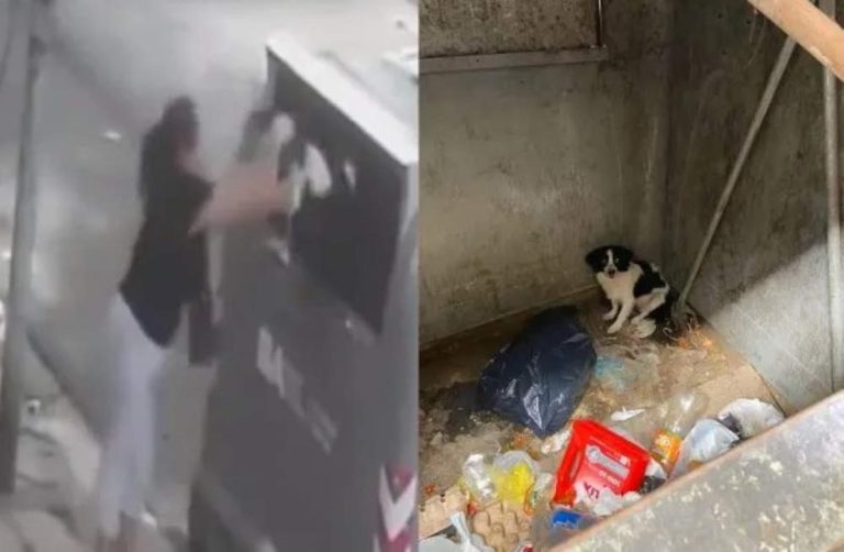 Indignante video en un barrio porteño: una mujer arrojó a su perra al contenedor de basura y huyó
