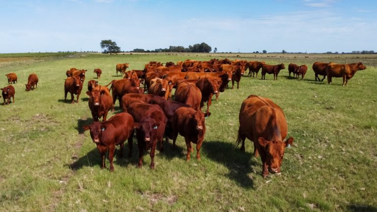 Trenel: nuevo caso de Carbunclo detectado y medidas preventivas urgentes por parte de la Mesa Provincial de Zoonosis