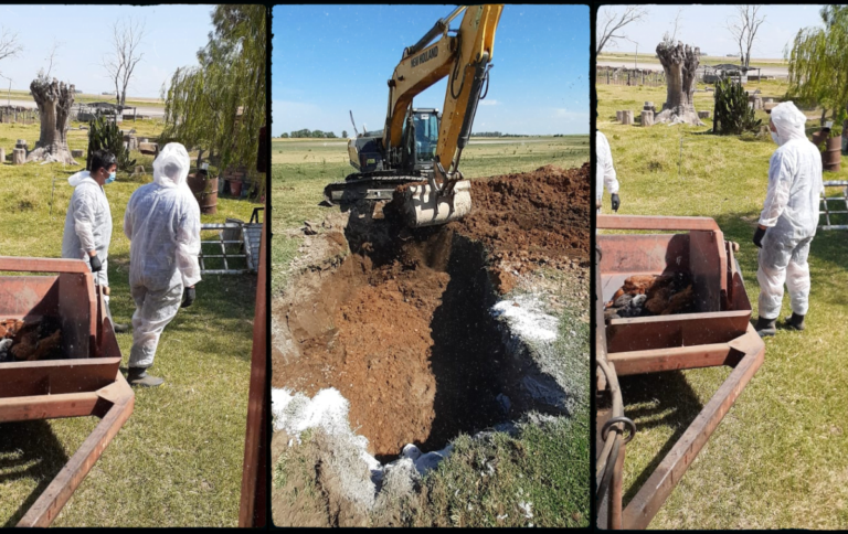 Personal de Senasa y de la policía de Luiggi y Martini sacrificaron a más de 200 aves en la zona donde se detectó el primer caso de gripe aviar en La Pampa