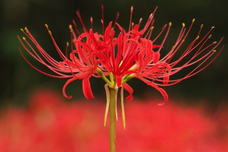 Para los amantes del jardín y a pedido de uno de nuestros lectores: hoy escribiré sobre la “Flor del Infierno”