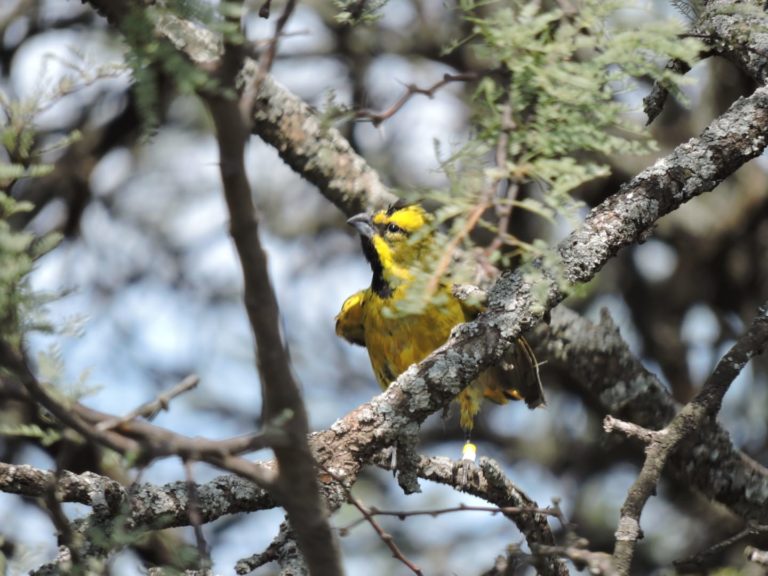 Cardenales amarillos incautados a infractores, fueron rehabilitados y liberados en una reserva natural privada