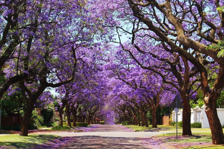 Para los amantes del jardín: hoy escribiré sobre el Jacarandá