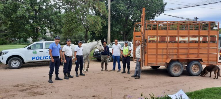 Equino sustraído en Caleufú es recuperado en Quetrequén tras rápida acción policial