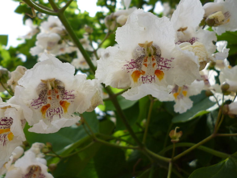 Para los amantes del jardín: hoy escribiré sobre la “Catalpa”