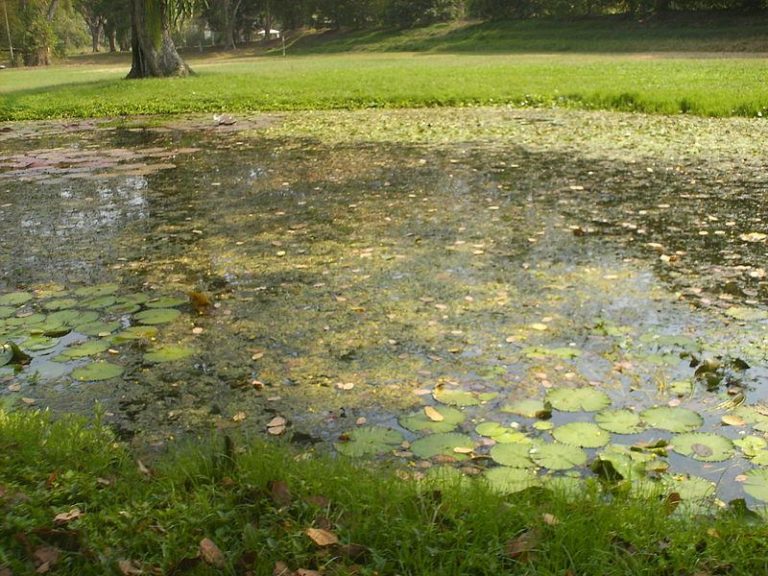 Jornadas Pampeanas: estudiantes y expertos unidos por la conservación de ecosistemas lénticos y biodiversidad en La Pampa