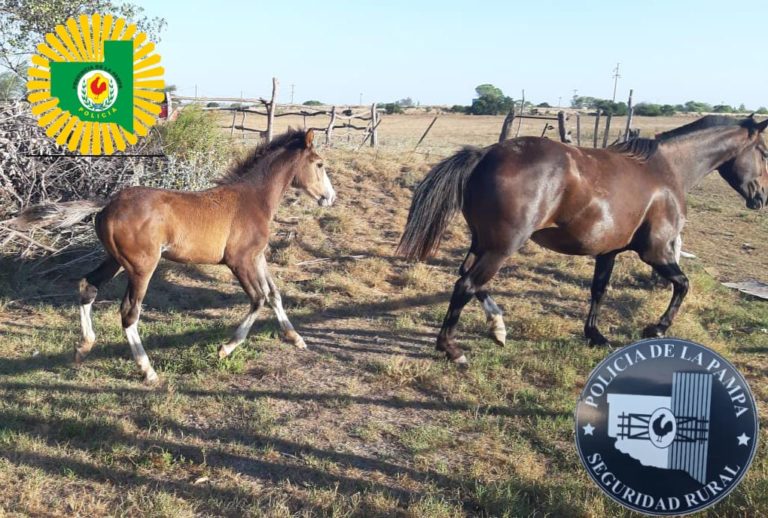 Recuperaron animales robados en un operativo policial realizado en predios rurales cerca de General Pico