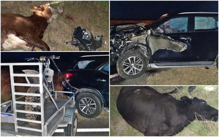 Pudo ser una tragedia: Camioneta con trailer chocó en plena ruta dos vaquillonas sueltas