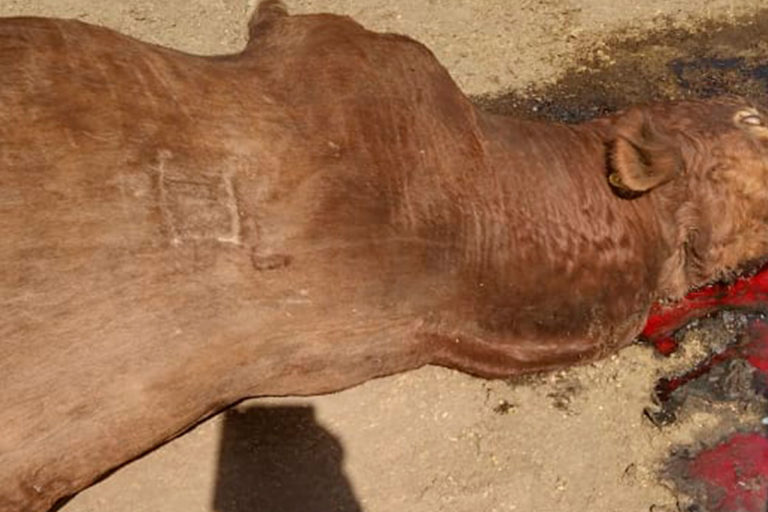 Cazadores furtivos | Entraron a un campo,  mataron un toro y el reclamo de los productores, “no puede ser normal que esto pase”