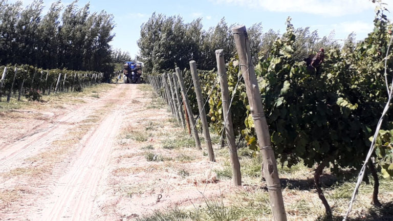 Certificación fitosanitaria de más de 500 toneladas de uva pampeana para vinificar en bodegas argentinas