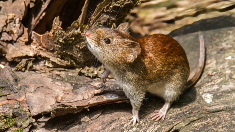Salud informó la muerte de un joven por un probable caso de hantavirus en La Pampa