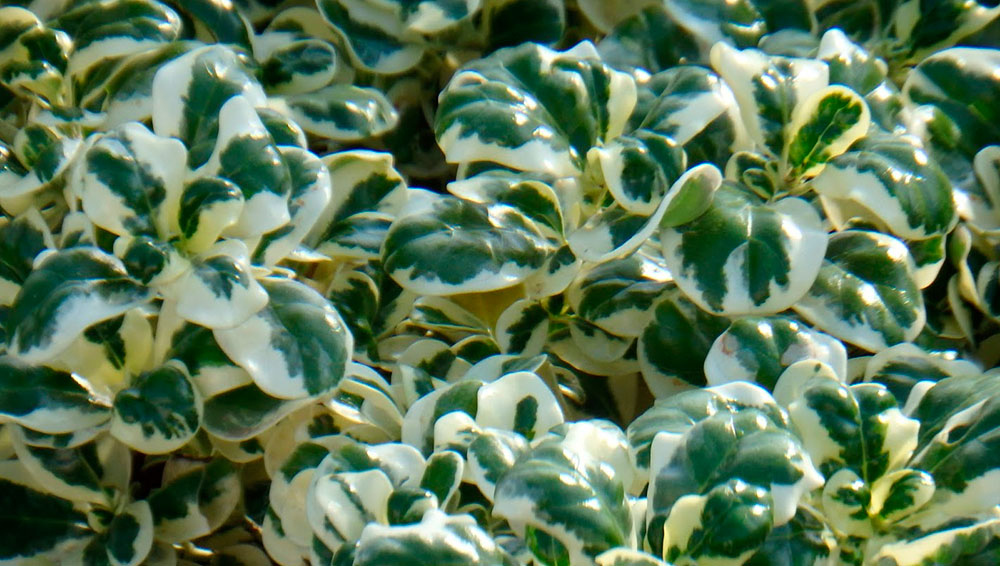 Para los amantes del jardín: Hoy escribiré sobre la Coprosma o “Planta espejo”