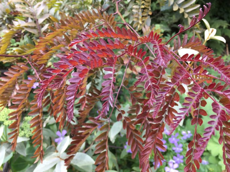 Para los amantes del jardín: hoy escribiré de la “Gleditsia Ruby”