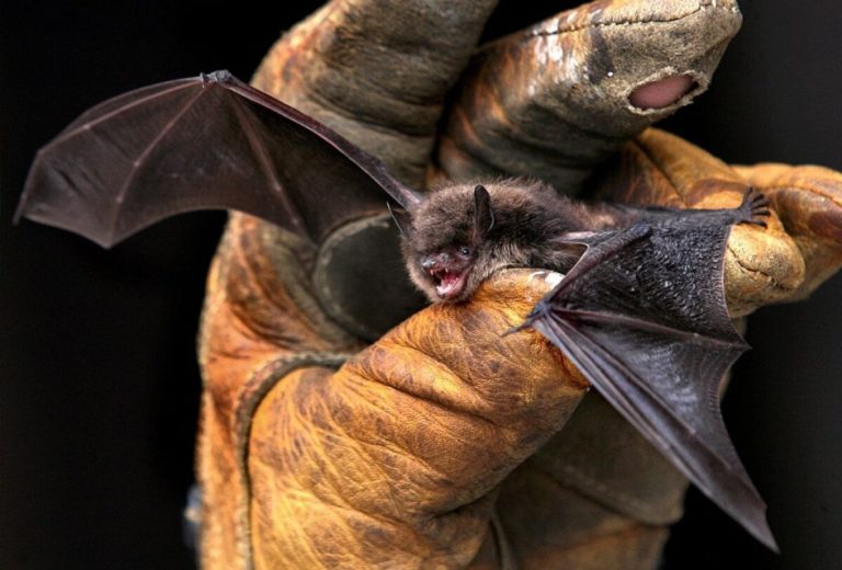 Confirmaron la aparición de un murciélago con rabia en General Pico y el lunes realizarán vacunación a animales en dos importantes barrios