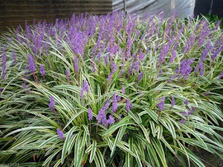 Para los amantes del jardín: hoy escribiré sobre “Liriope”