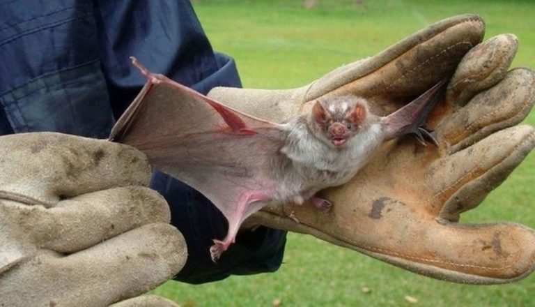 Murciélago con rabia en Pico: El miércoles y jueves se realizará una vacunación antirrábica en animales de la zona afectada