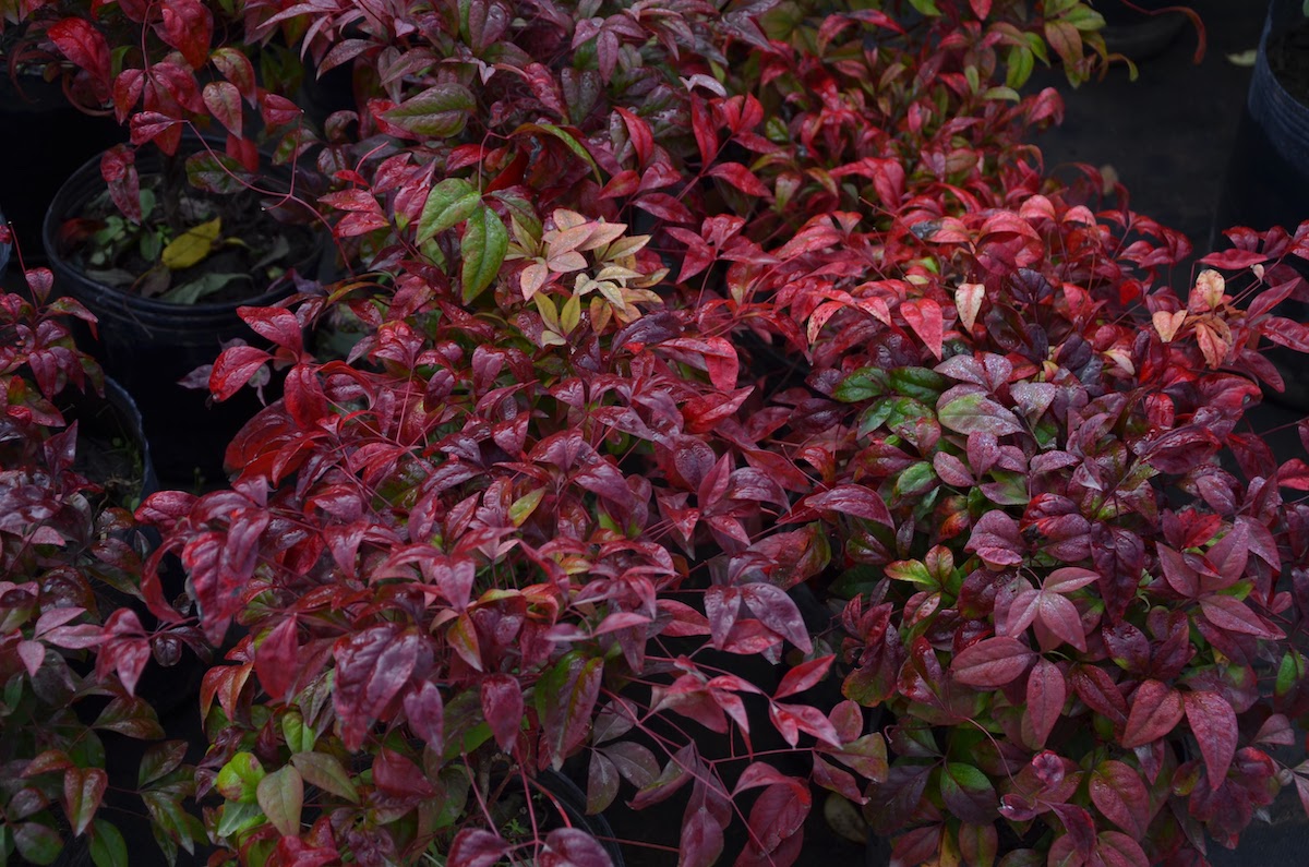 Para los amantes del jardín: hoy hablaré de NANDINA o BAMBU SAGRADO