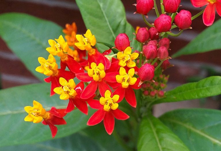 Para los amantes del jardín: hoy escribiré sobre la “Flor de la mariposa”