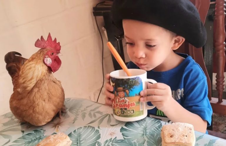 Córdoba: un nene de 4 años adoptó a un gallo como mascota y juntos desafían al mundo con su amistad