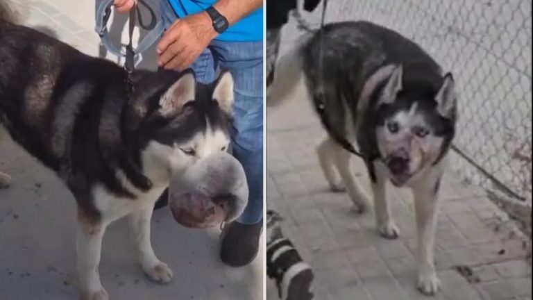 España: la emotiva historia de Rex, el perro que nadie quería operar y se salvó gracias a un video de TikTok