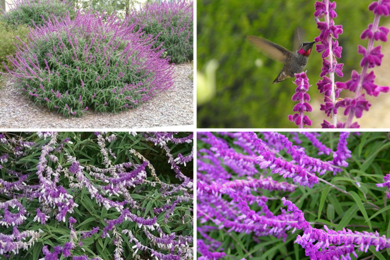 Para los amantes del jardín: hoy escribiré sobre la “Salvia Mexicana”