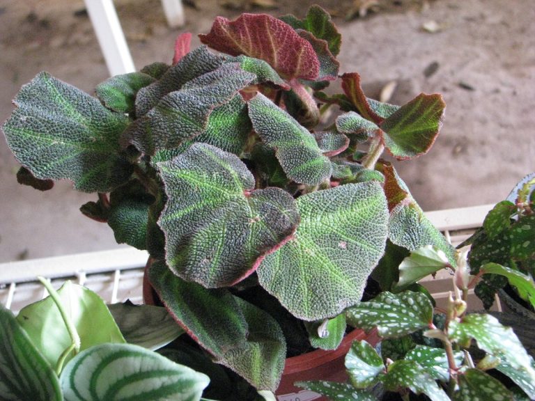 Para los amantes del jardín: hoy escribiré sobre las Begonias de interior