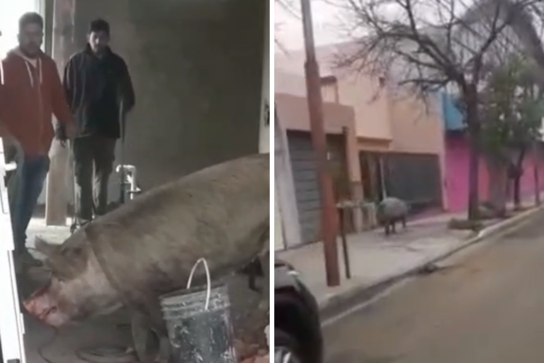 INSÓLITO: una chancha deambulaba por la zona centro de General Pico