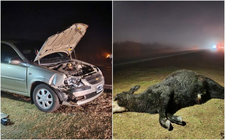 Animales sueltos en la ruta provincial 4 a mil metros de General Pico provocan grave accidente