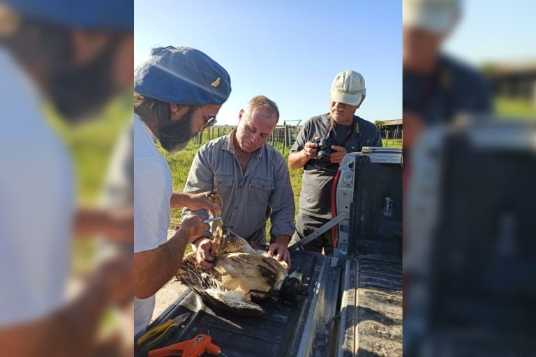 Los detalles del proyecto de la Facultad de Ciencias Exactas y Naturales que recibirá 3 millones de pesos para investigar y divulgar la importancia de los animales autóctonos en el ecosistema