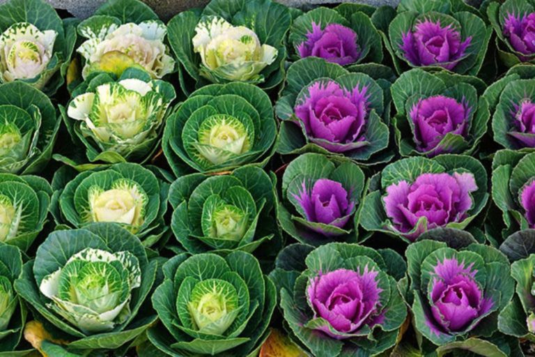 Para los amantes del jardín: hoy escribiré del “Repollo de jardín”