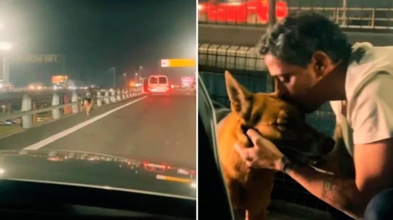 “Por más gente así”: rescató a un perro en plena Panamericana y la historia tuvo un final emotivo