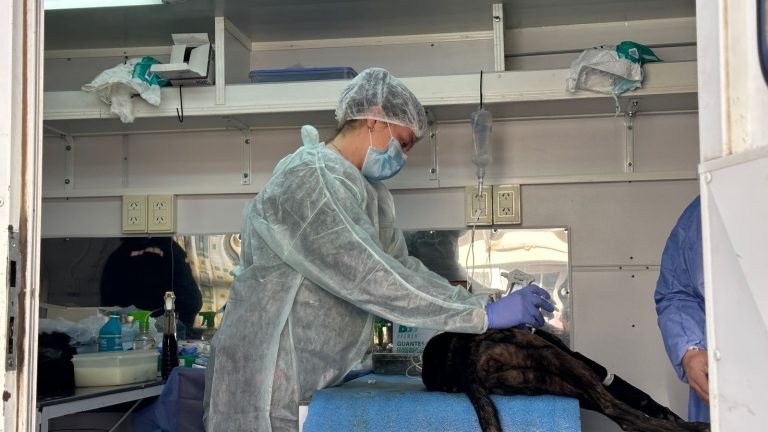 Exitosa jornada de castración animal en General Pico: realizaron 69 intervenciones y continuarán durante el 2023