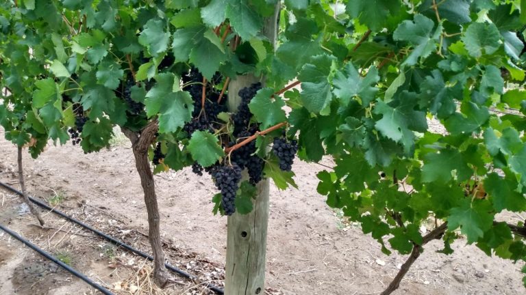 Invitación al Ciclo de Capacitación de vitivinicultura 2023: Potenciando el conocimiento en el sector