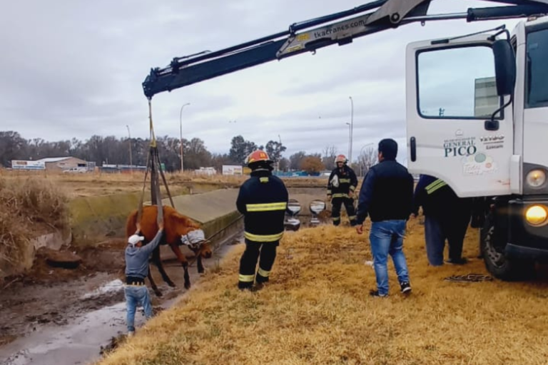 Un caballo cayó a un desagüe cerca de la rotonda del Aeroplano
