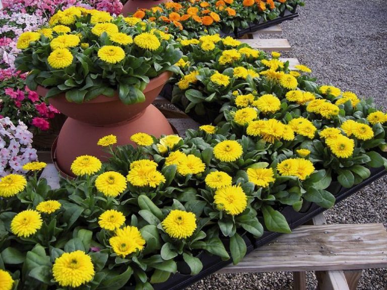Para los amantes del jardín: hoy escribiré sobre las Caléndulas