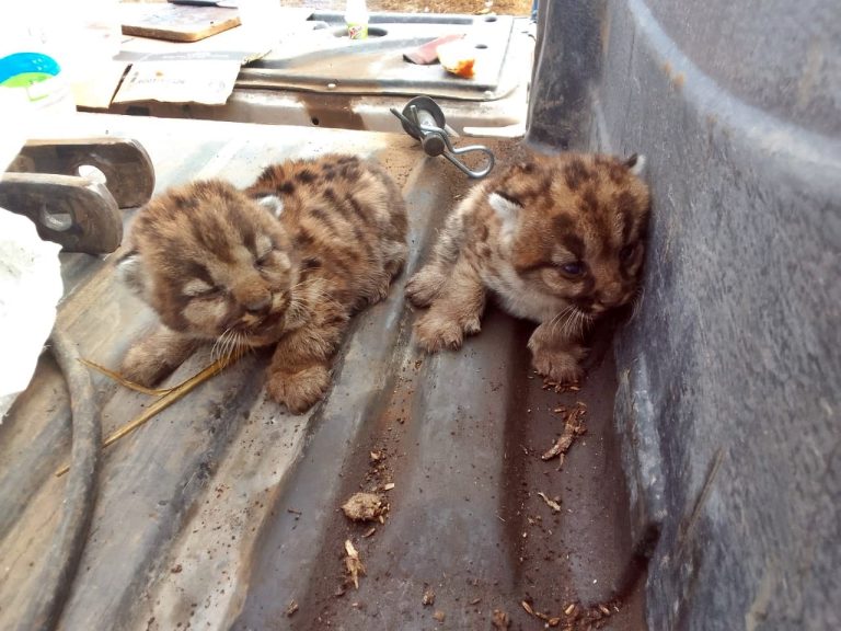 Rescate y retorno a casa: cachorros de puma encontrados en Alta Italia devueltos a su hábitat natural