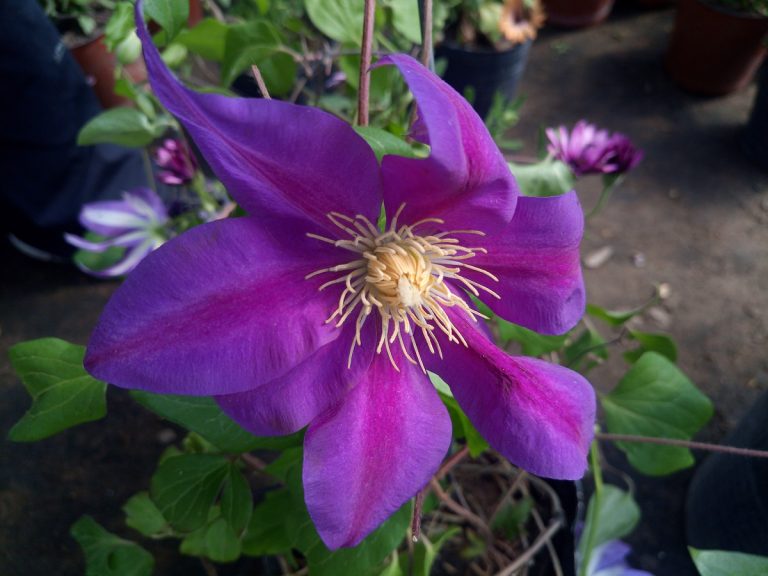 Para los amantes del jardín: hoy escribiré sobre la Clematis
