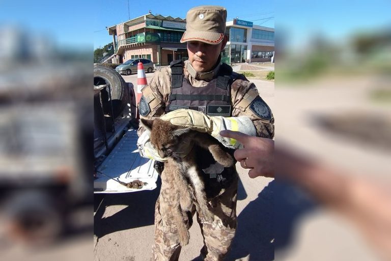 Rescataron un cachorro de puma cerca de La Pampa