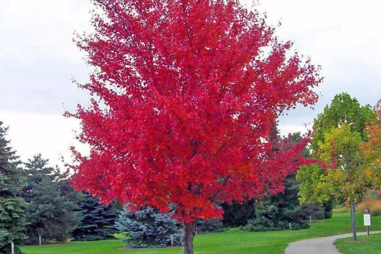 Para los Amantes del jardín: hoy escribiré sobre los Acers