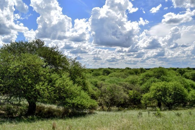 La Pampa: Tres Millones de Hectáreas de Bosques y su Importancia para la Ganadería y la Sustentabilidad