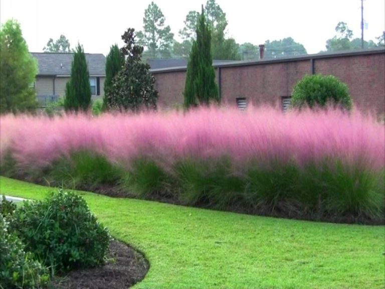 Para los amantes del jardín: hoy escribiré sobre la “Muhlenbergia”