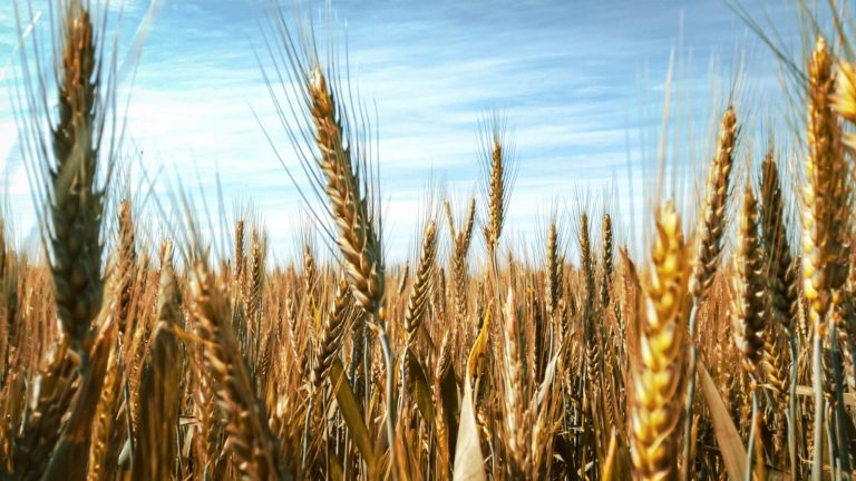Recuerdan la vigencia de créditos para siembra de trigo y cebada