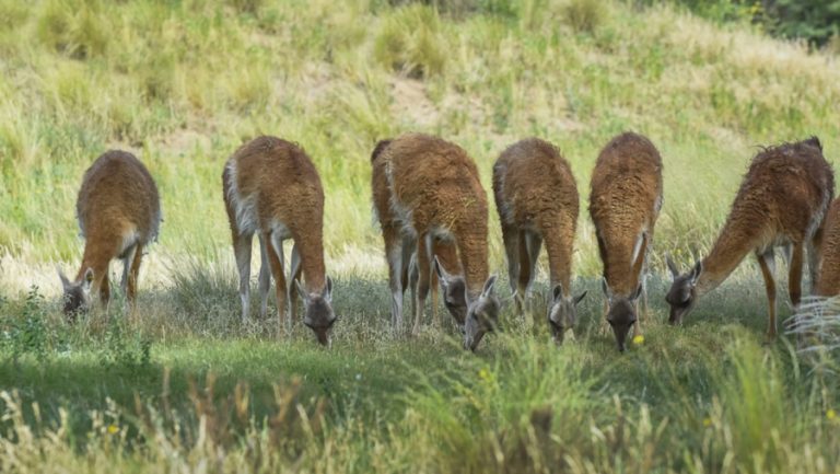 El regreso del guanaco: suman otros 31 a la población de Parque Luro