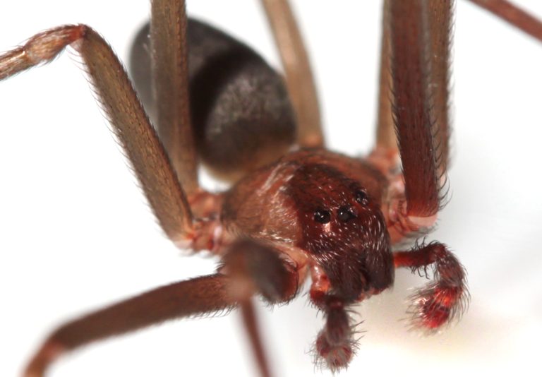 Detectan la presencia de una nueva especie de araña venenosa en La Pampa