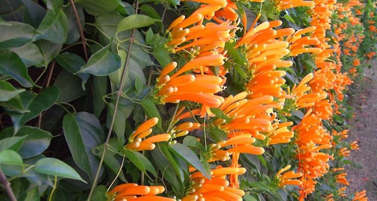 Para los amantes del jardín: hoy hablaré de BIGNONIA DE INVIERNO